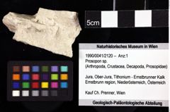 Foto (Objket + Etiketten) von Prosopon sp. 